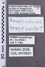 Etikette zu Anoplischius trapezicollis (NHMW-ZOO-COL-0010923)